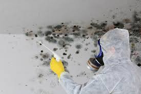 Best Mold Odor Removal Services  in Yermo, CA